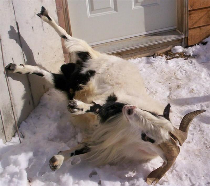 Фотография: Обморочные козы №2 - BigPicture.ru