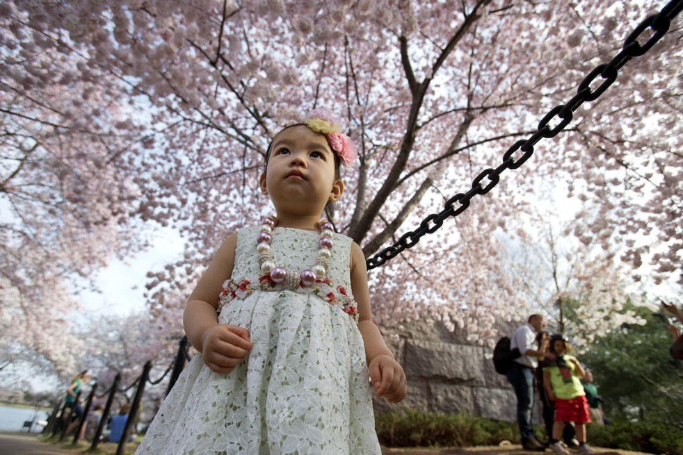 Фотография: Фестиваль цветения сакуры в Вашингтоне 2013 №13 - BigPicture.ru