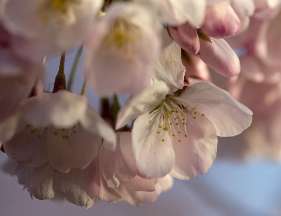 Фотография: Фестиваль цветения сакуры в Вашингтоне 2013 №20 - BigPicture.ru