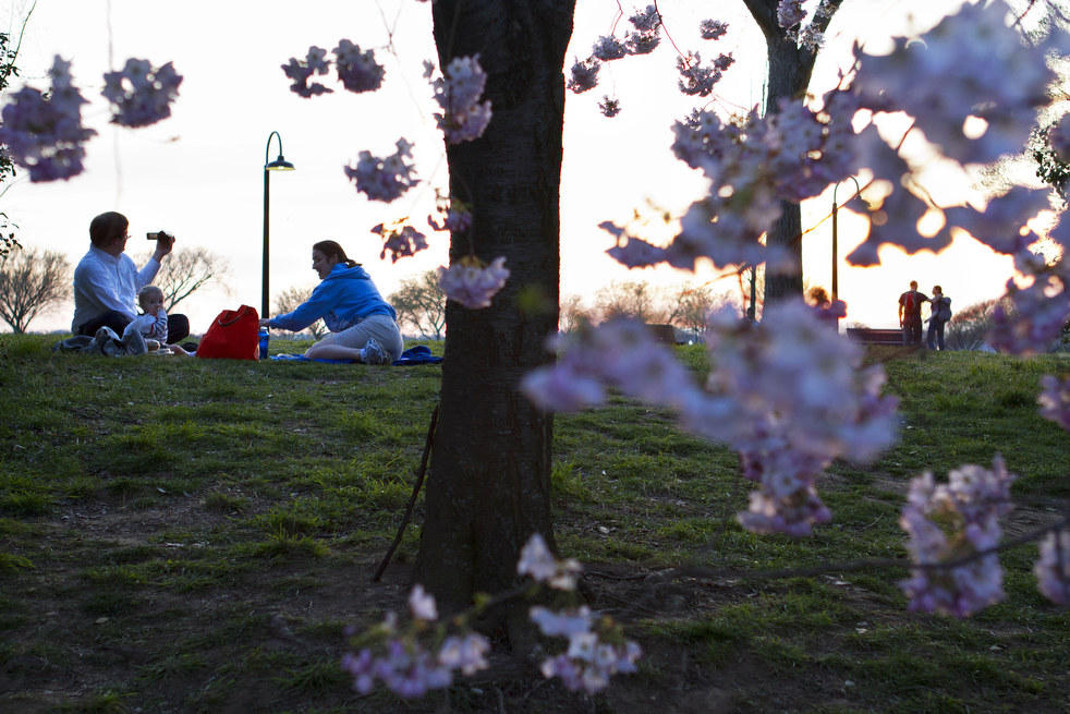 Фотография: Фестиваль цветения сакуры в Вашингтоне 2013 №4 - BigPicture.ru