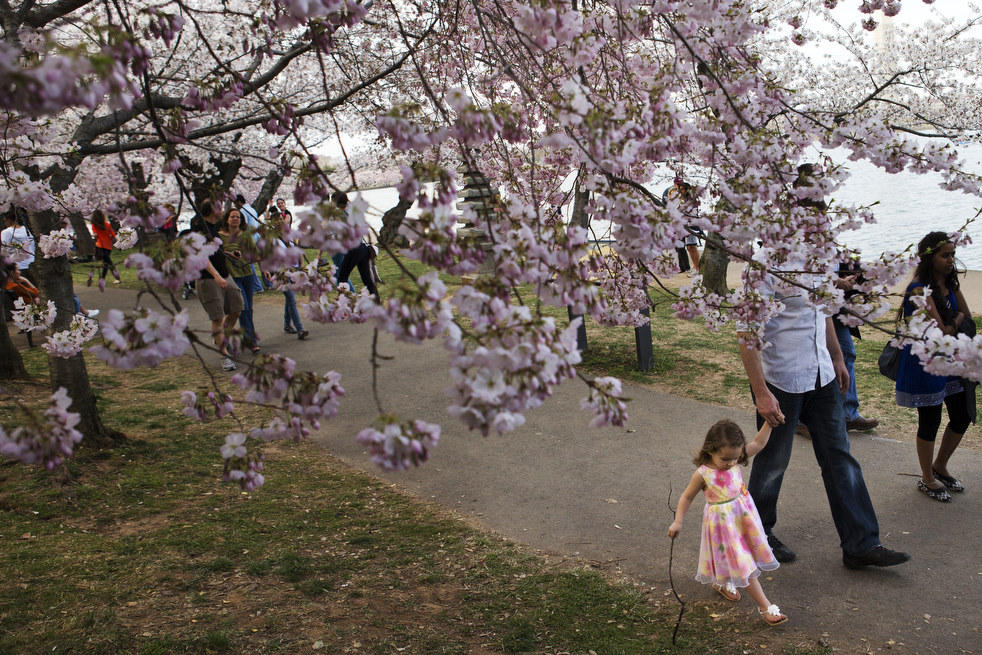 Фотография: Фестиваль цветения сакуры в Вашингтоне 2013 №6 - BigPicture.ru