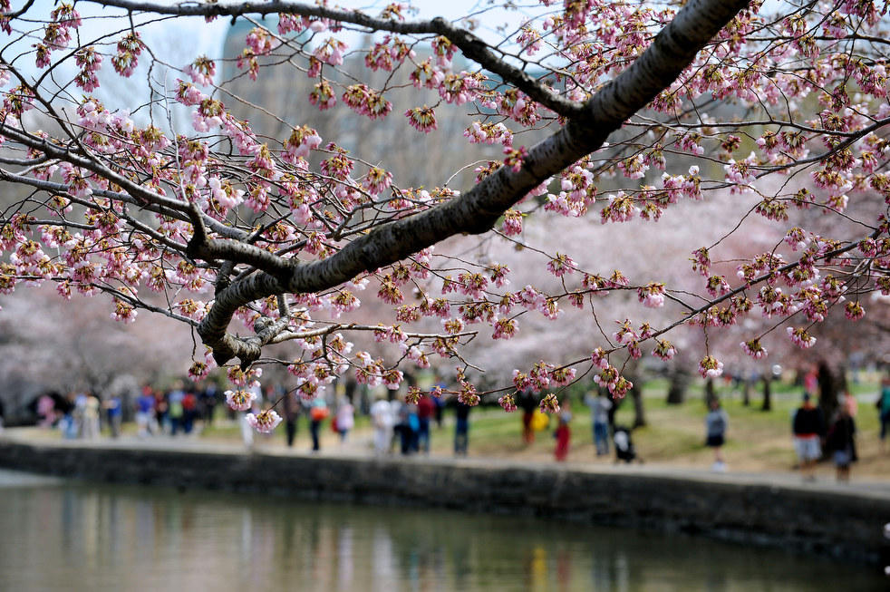 Фотография: Фестиваль цветения сакуры в Вашингтоне 2013 №9 - BigPicture.ru