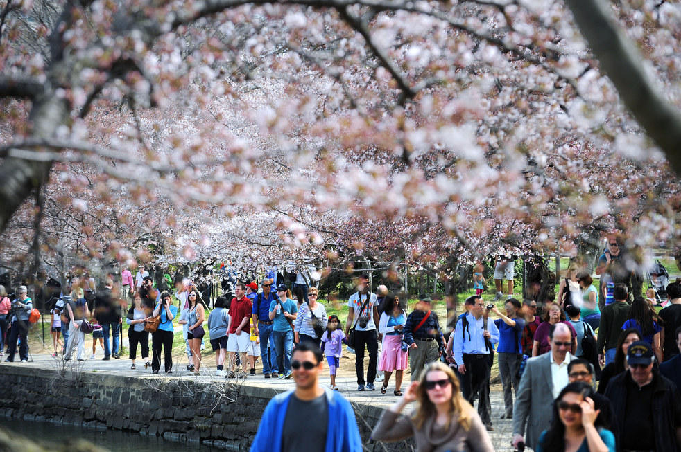 Фотография: Фестиваль цветения сакуры в Вашингтоне 2013 №10 - BigPicture.ru