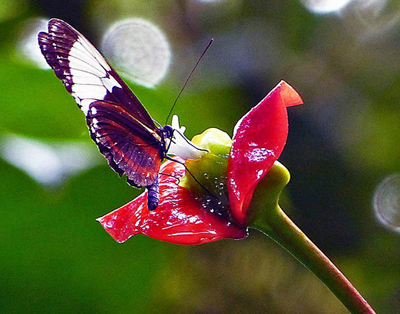 Фотография: Шутка природы - удивительный цветок 