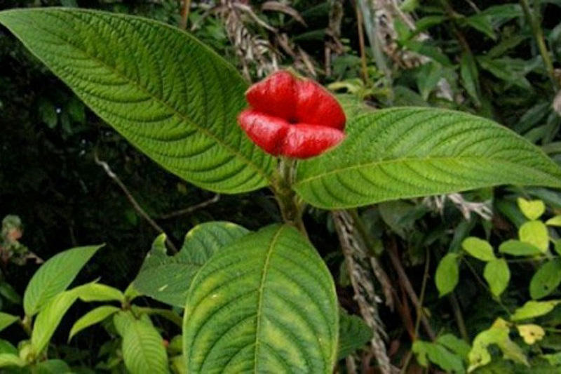 Шутка природы — удивительный цветок «Шлюхины губки»