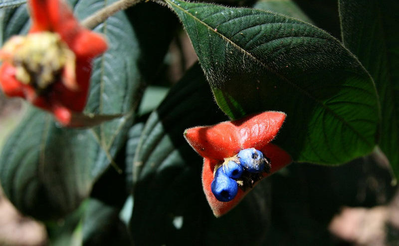 Шутка природы — удивительный цветок «Шлюхины губки»