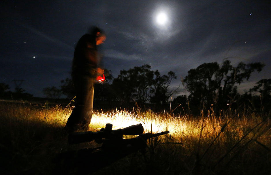 Фотография: Ночная охота на кенгуру в Австралии №12 - BigPicture.ru