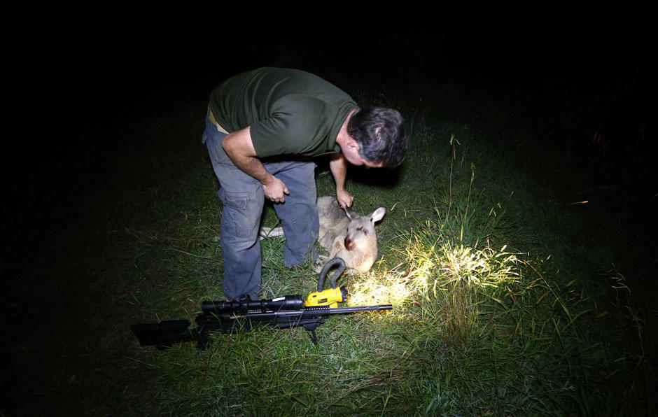 Фотография: Ночная охота на кенгуру в Австралии №15 - BigPicture.ru