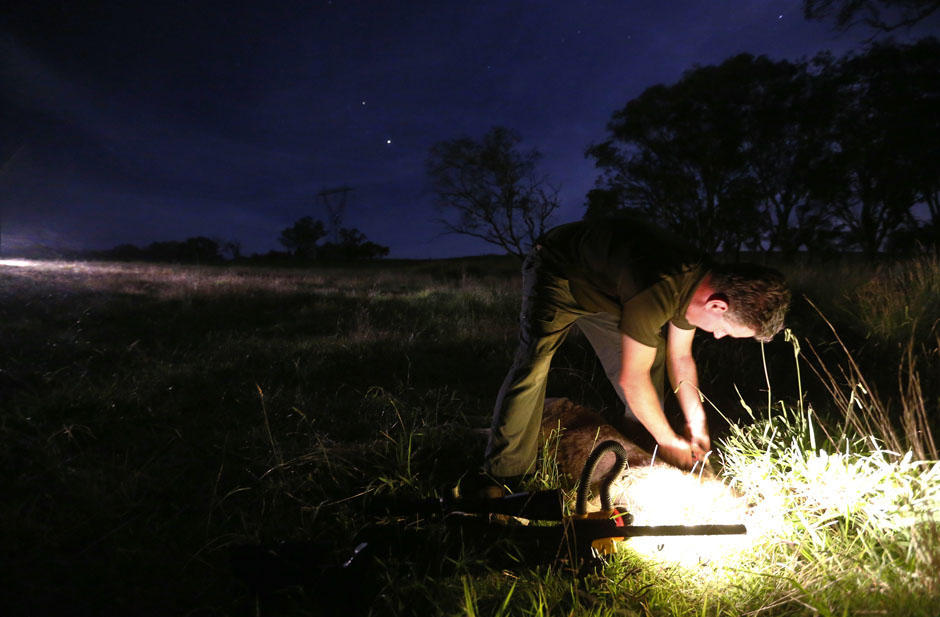 Фотография: Ночная охота на кенгуру в Австралии №16 - BigPicture.ru