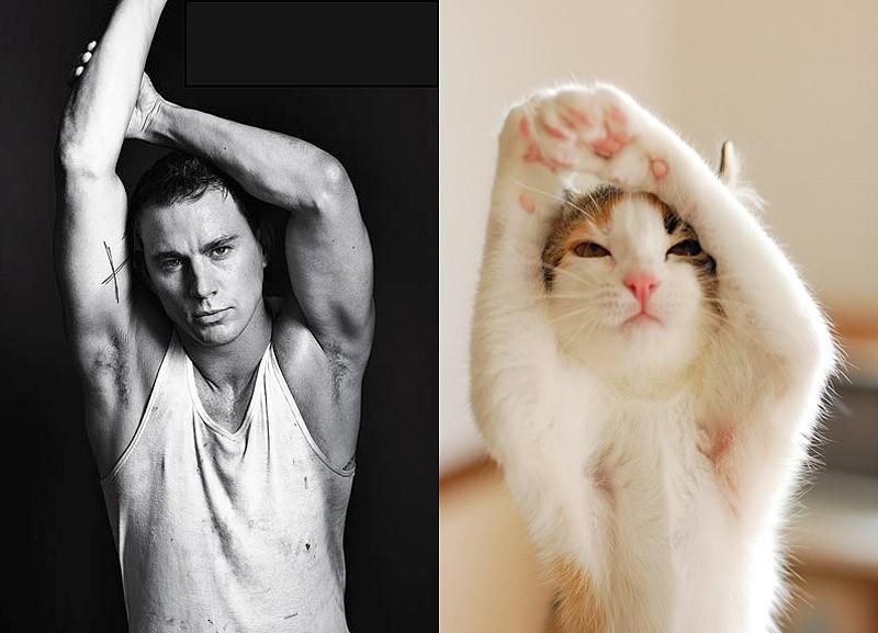 Фотография: Модели vs Коты №25 - BigPicture.ru