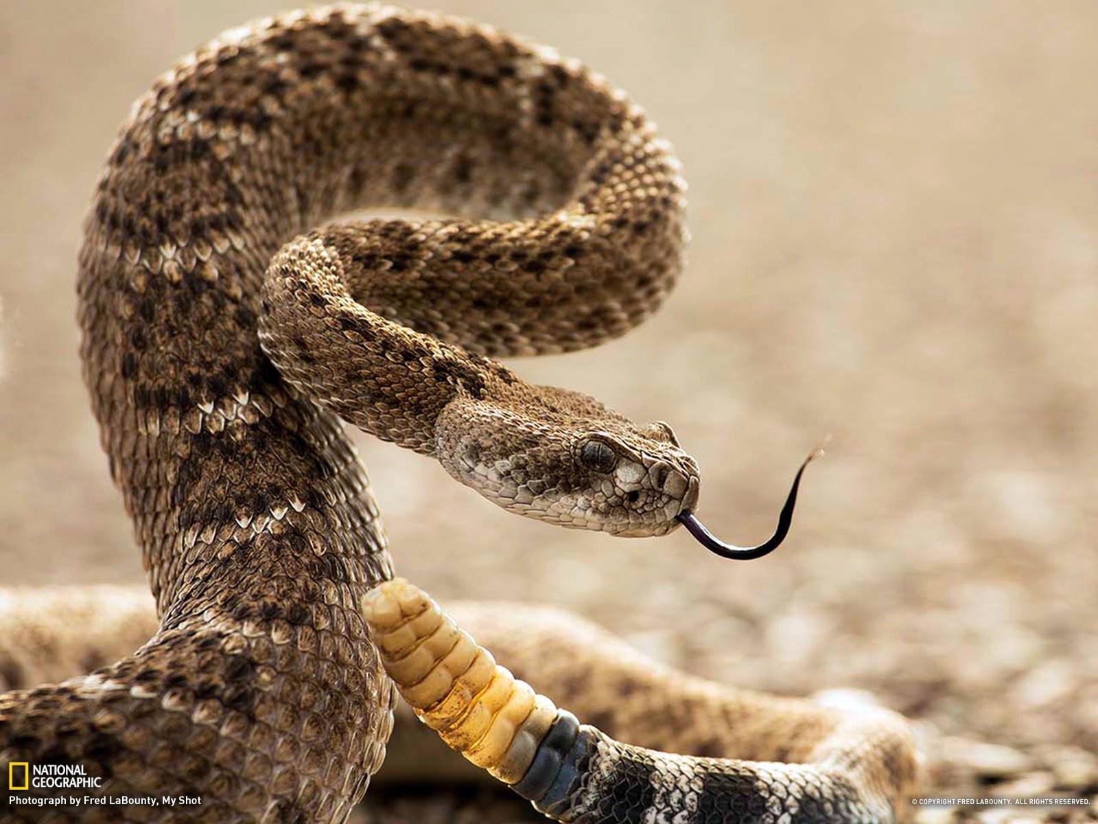 Он увидел перед собой ядовитую змею. Техасский гремучник змея. Ядовитые змеи гремучая змея. Гадюка гремучая змея. Техасский гремучник Crotalus Atrox.