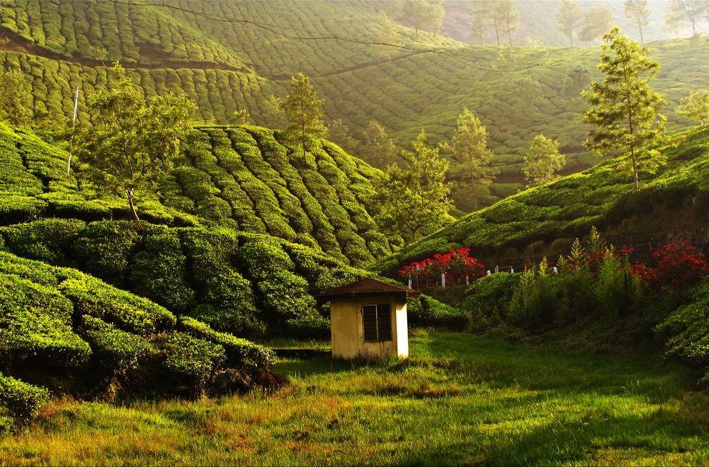 Фотография: Зеленые ковры чайных плантаций в Индии №9 - BigPicture.ru