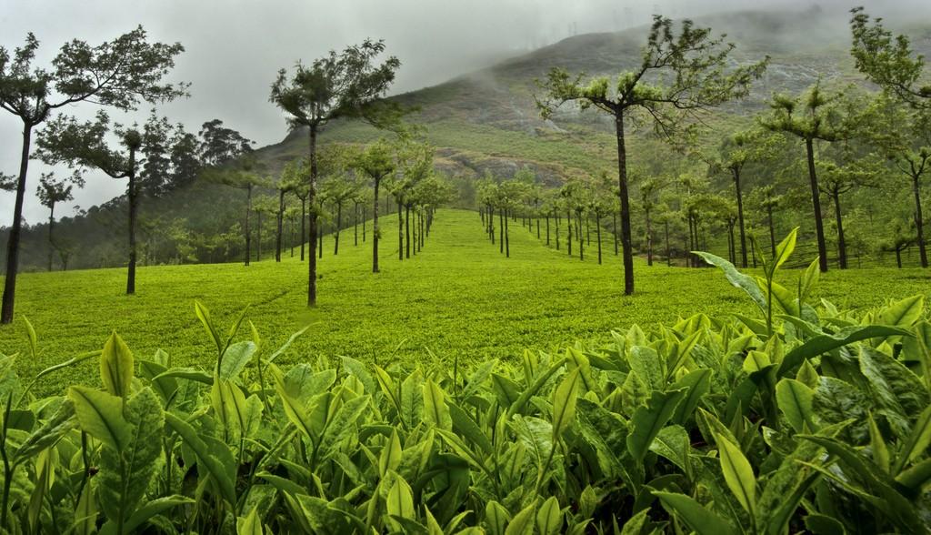Фотография: Зеленые ковры чайных плантаций в Индии №10 - BigPicture.ru