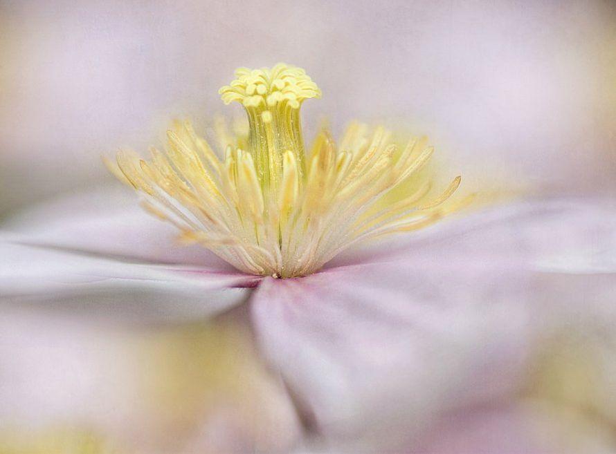 Клематис Мэнди. Фотограф Мэнди Дишер. Цветок духа. Нежность цветы редкие. Удивительная нежность