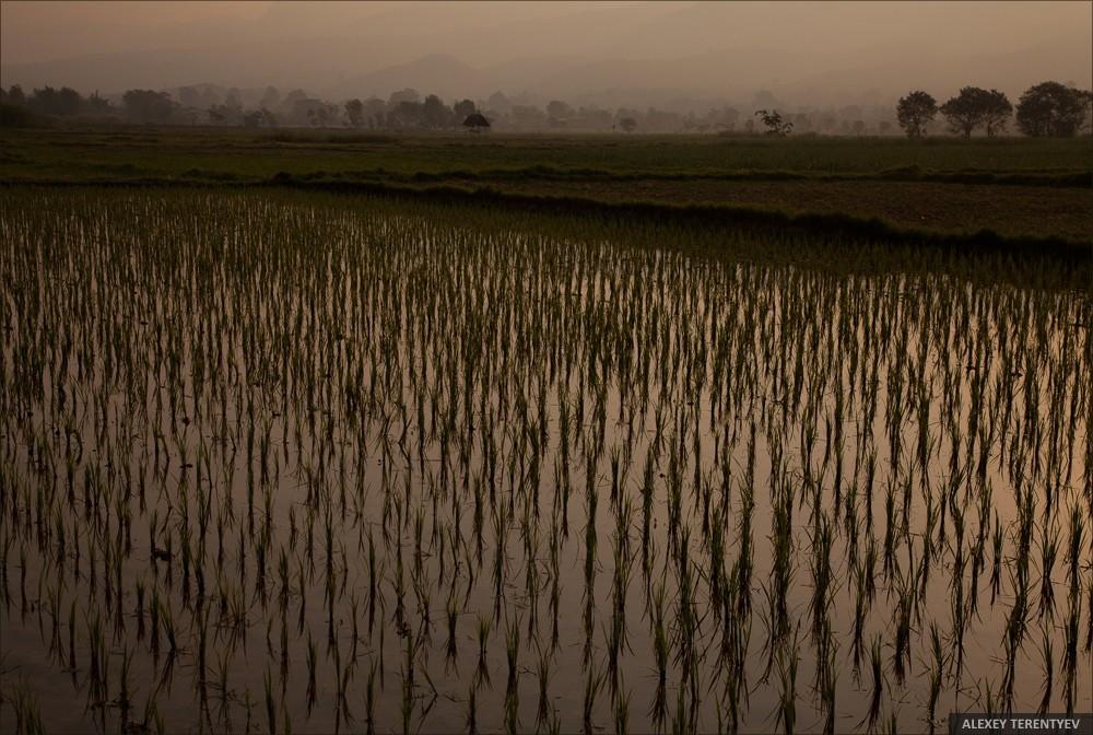 Фотография: Рассвет над рисовыми полями и кормление монахов №2 - BigPicture.ru