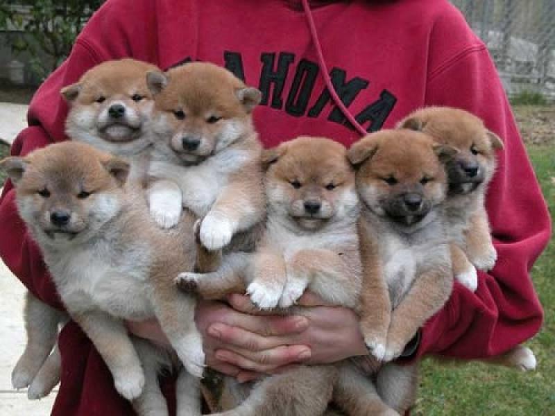 Фотография: 27 причин, почему собаки породы сиба-ину самые лучшие №2 - BigPicture.ru