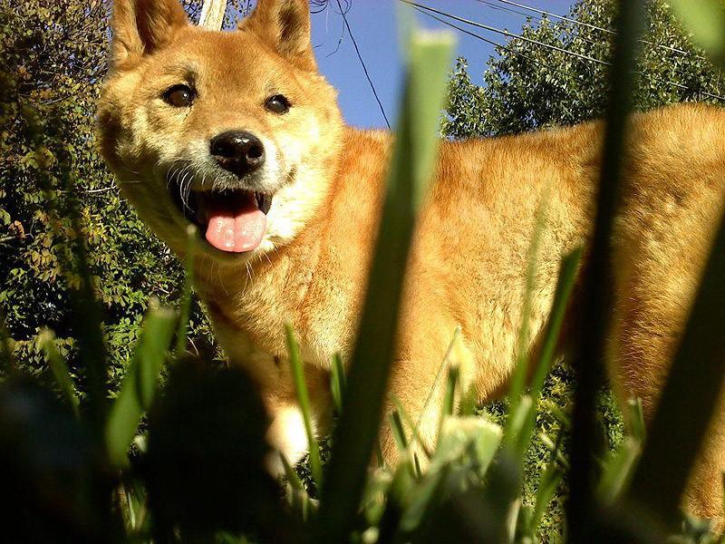 Фотография: 27 причин, почему собаки породы сиба-ину самые лучшие №3 - BigPicture.ru