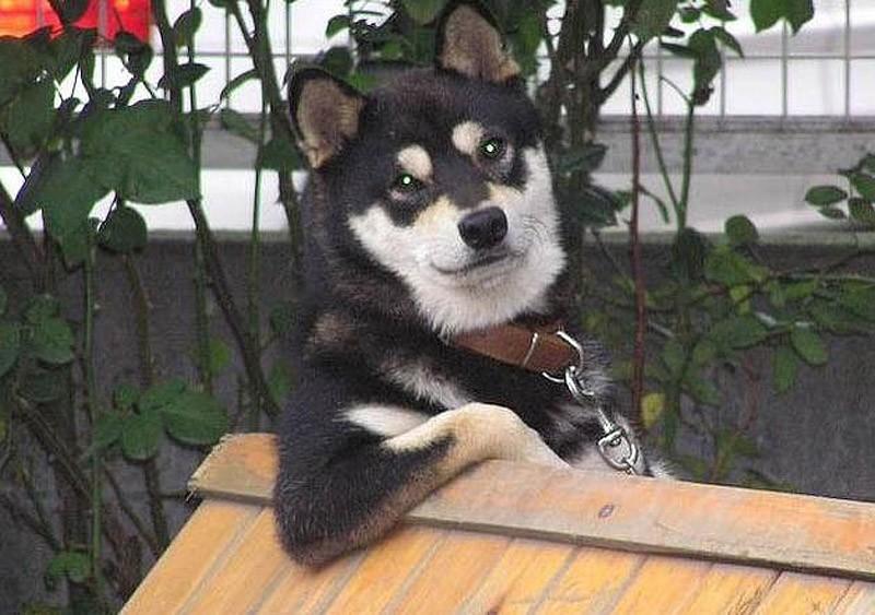 Фотография: 27 причин, почему собаки породы сиба-ину самые лучшие №4 - BigPicture.ru