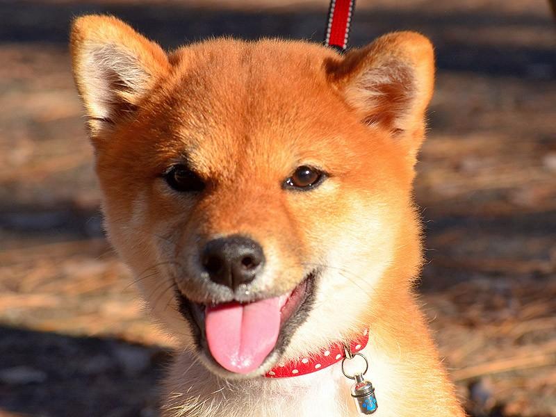 Фотография: 27 причин, почему собаки породы сиба-ину самые лучшие №5 - BigPicture.ru