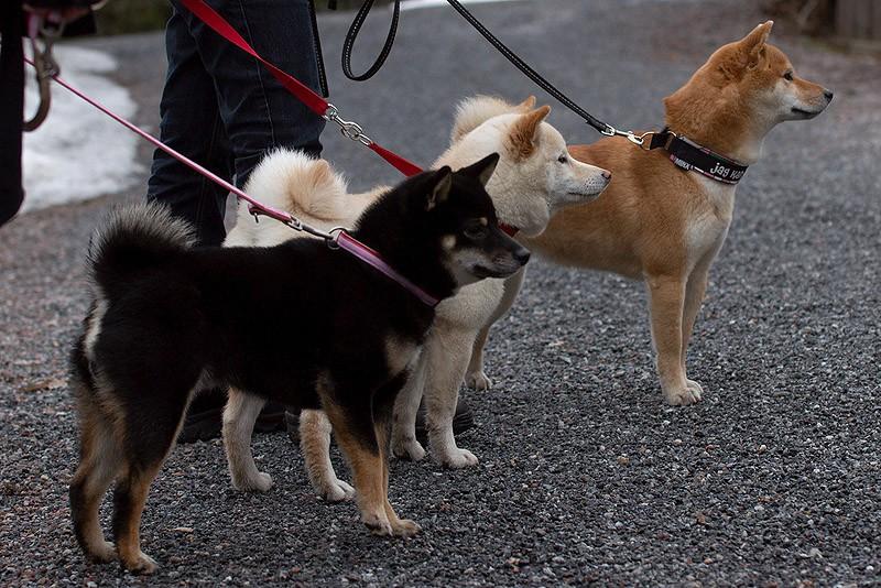 Фотография: 27 причин, почему собаки породы сиба-ину самые лучшие №6 - BigPicture.ru