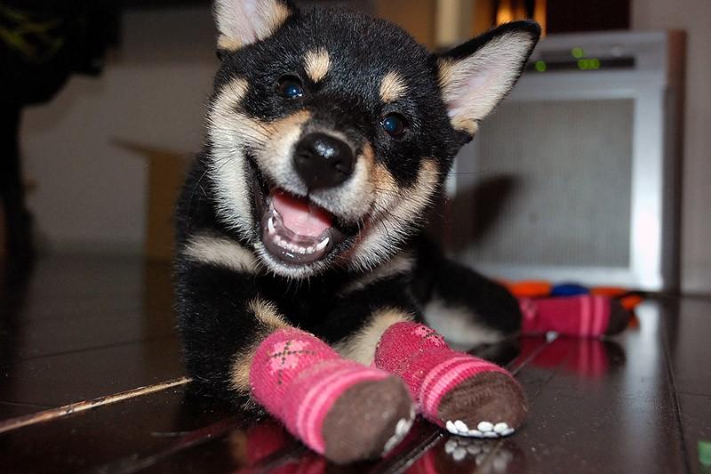 Фотография: 27 причин, почему собаки породы сиба-ину самые лучшие №7 - BigPicture.ru