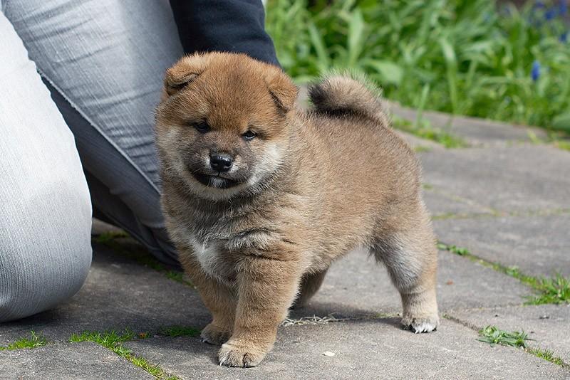 Фотография: 27 причин, почему собаки породы сиба-ину самые лучшие №8 - BigPicture.ru