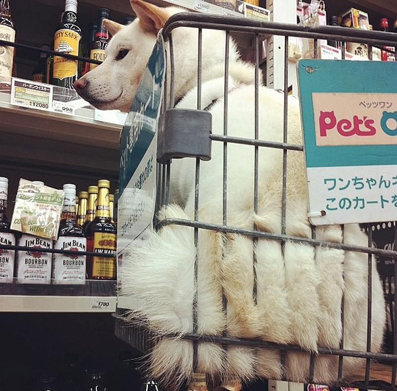 Фотография: 27 причин, почему собаки породы сиба-ину самые лучшие №10 - BigPicture.ru