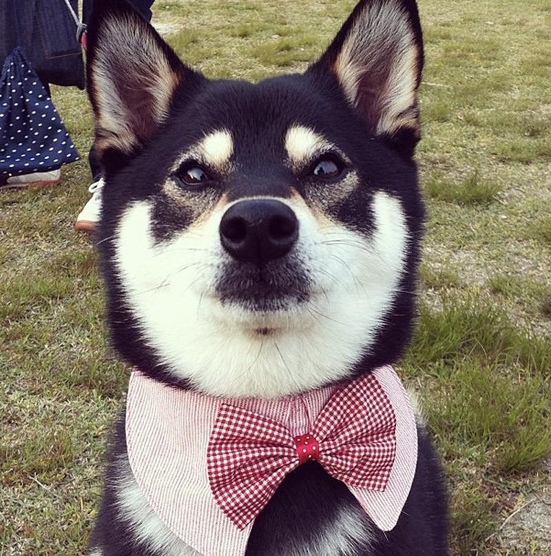 Фотография: 27 причин, почему собаки породы сиба-ину самые лучшие №15 - BigPicture.ru