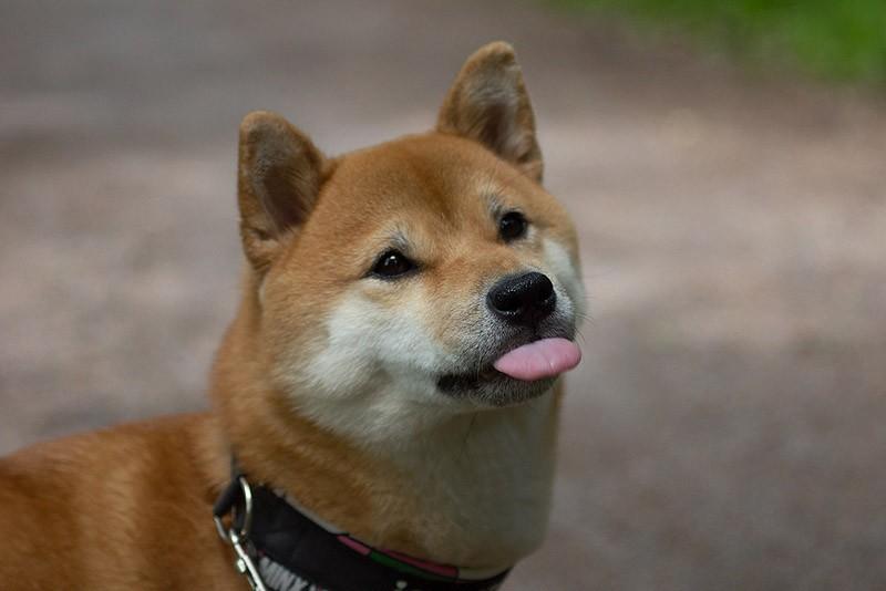 Фотография: 27 причин, почему собаки породы сиба-ину самые лучшие №16 - BigPicture.ru