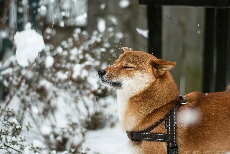 Фотография: 27 причин, почему собаки породы сиба-ину самые лучшие №17 - BigPicture.ru