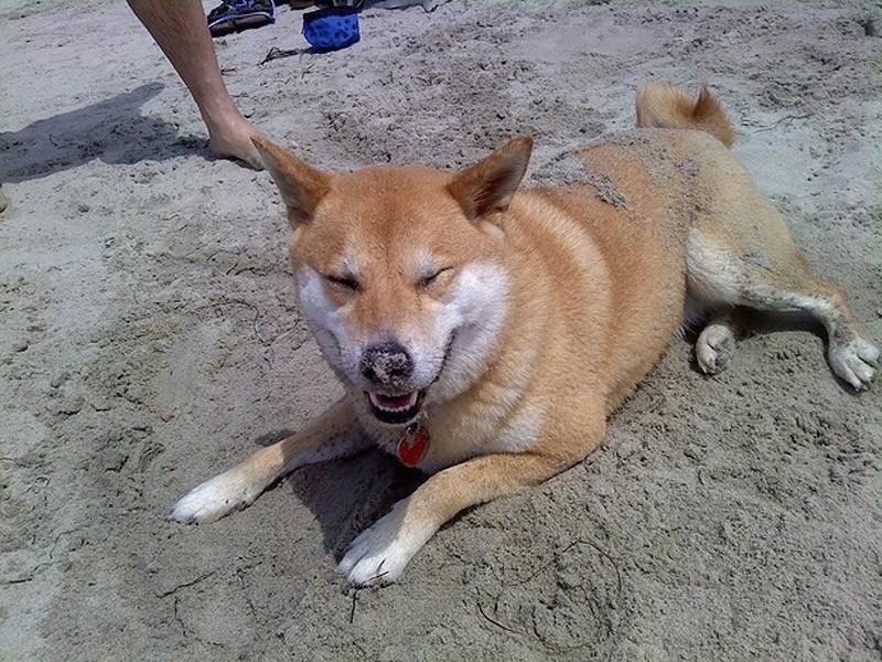 Фотография: 27 причин, почему собаки породы сиба-ину самые лучшие №19 - BigPicture.ru