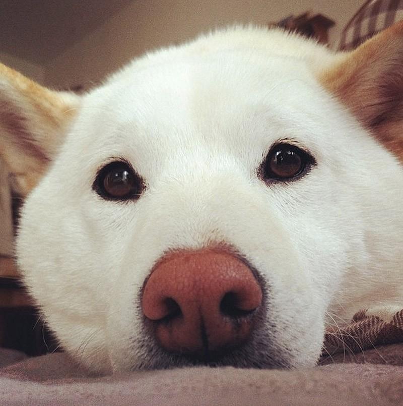 Фотография: 27 причин, почему собаки породы сиба-ину самые лучшие №20 - BigPicture.ru