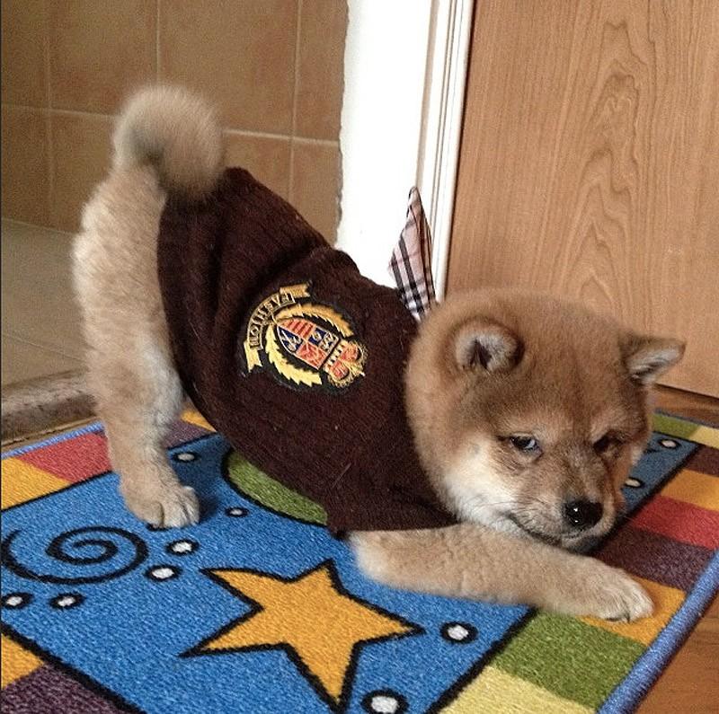 Фотография: 27 причин, почему собаки породы сиба-ину самые лучшие №21 - BigPicture.ru