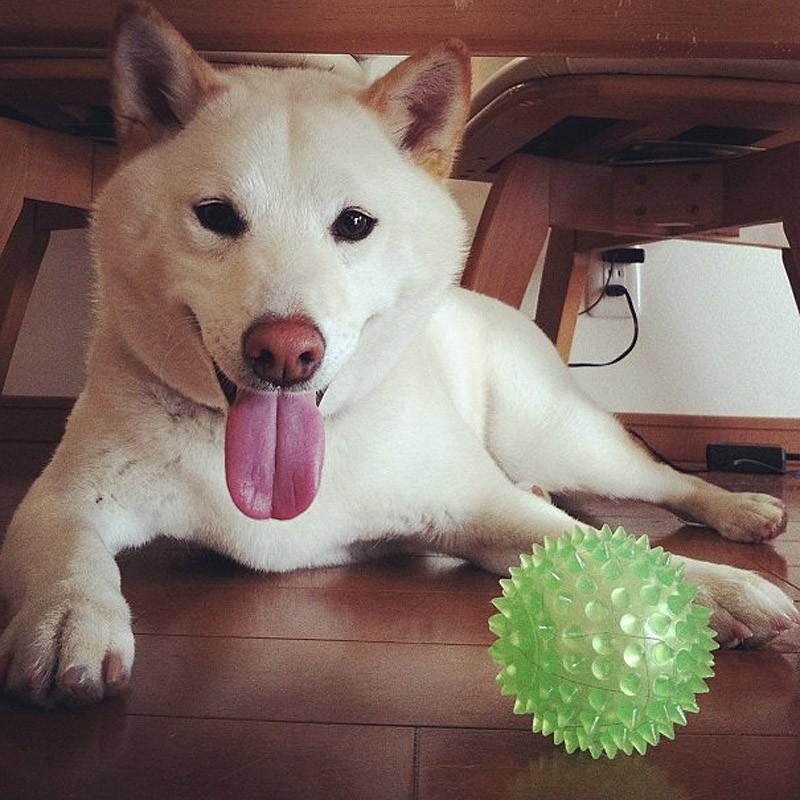 Фотография: 27 причин, почему собаки породы сиба-ину самые лучшие №22 - BigPicture.ru