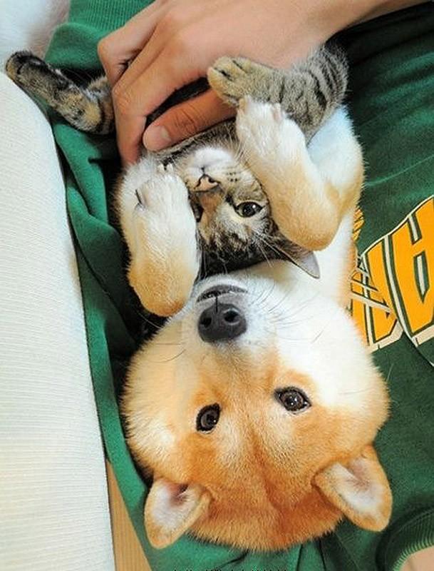 Фотография: 27 причин, почему собаки породы сиба-ину самые лучшие №23 - BigPicture.ru