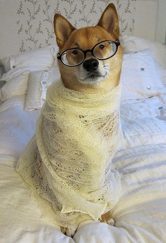 Фотография: 27 причин, почему собаки породы сиба-ину самые лучшие №27 - BigPicture.ru