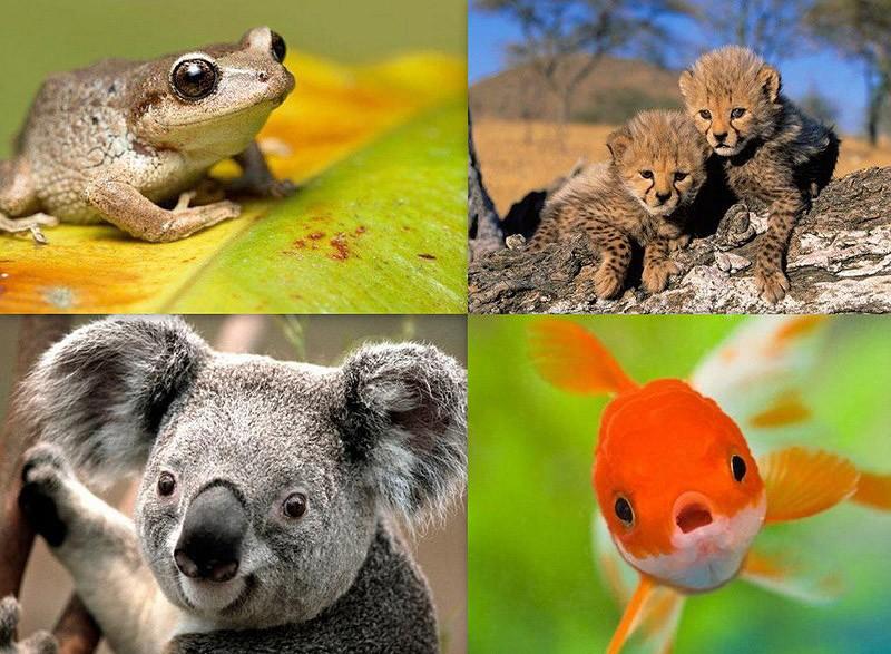 Фотография: 10 совершенно ошибочных фактов о животных №1 - BigPicture.ru