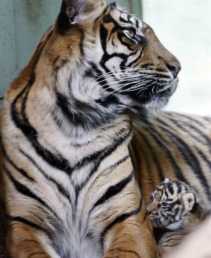 Фотография: Самые молодые обитатели зоопарков мира №8 - BigPicture.ru