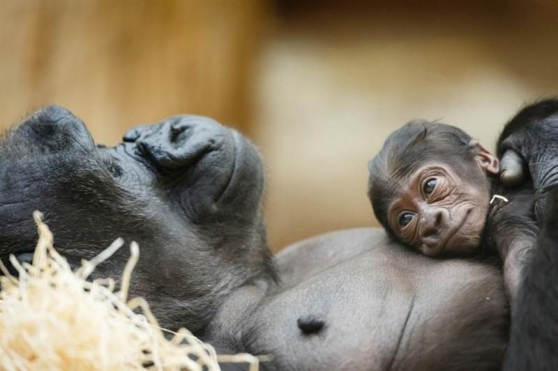Фотография: Самые молодые обитатели зоопарков мира №1 - BigPicture.ru