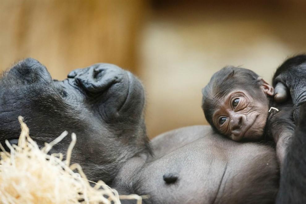 Фотография: Самые молодые обитатели зоопарков мира №23 - BigPicture.ru