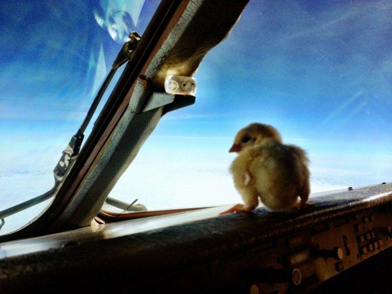 Фотография: Цыплята учатся летать №2 - BigPicture.ru