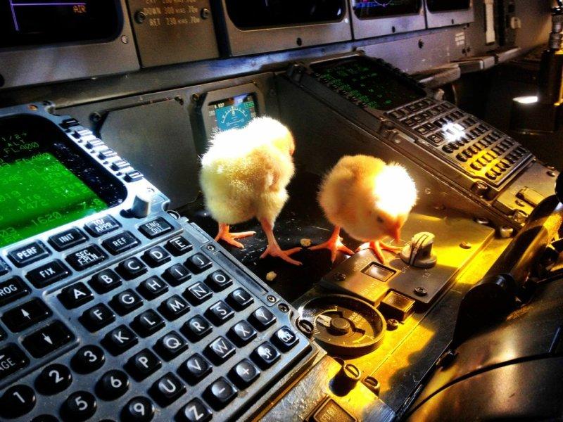 Фотография: Цыплята учатся летать №8 - BigPicture.ru
