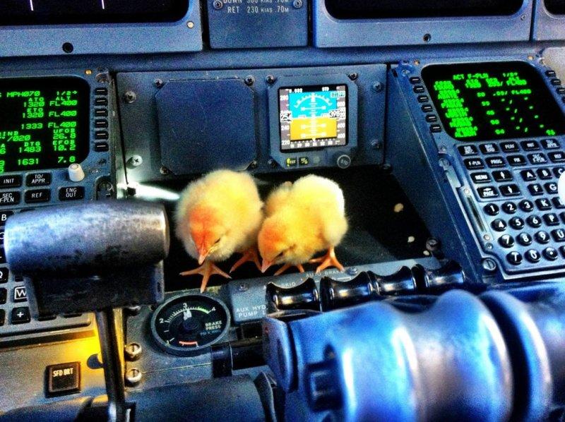 Фотография: Цыплята учатся летать №9 - BigPicture.ru