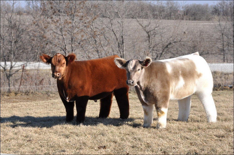 Фотография: Плюшевые красавицы-коровы из Айовы №4 - BigPicture.ru