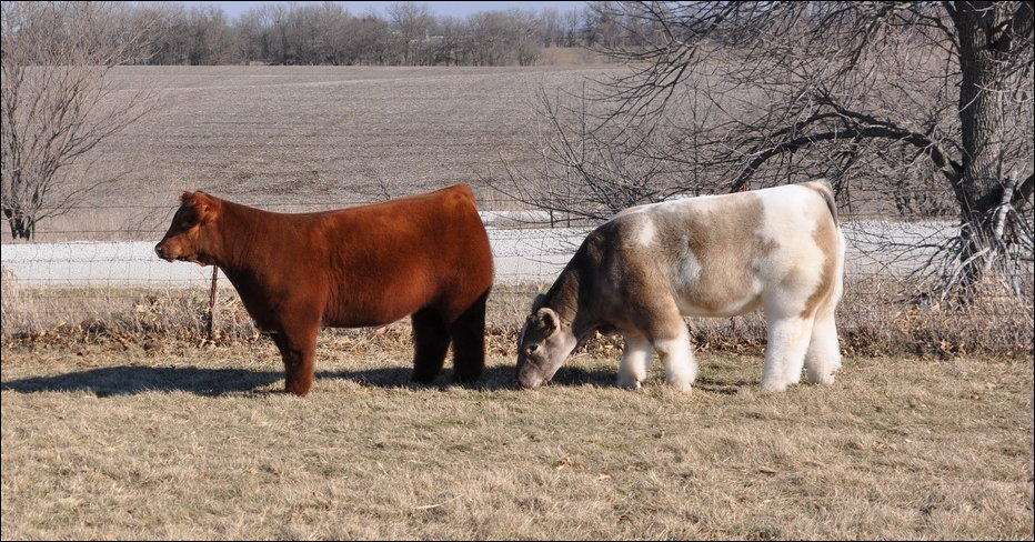 Фотография: Плюшевые красавицы-коровы из Айовы №2 - BigPicture.ru