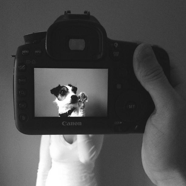 Фотография: Владельцы домашних животных и их питомцы в причудливом фотопроекте #petheadz №14 - BigPicture.ru