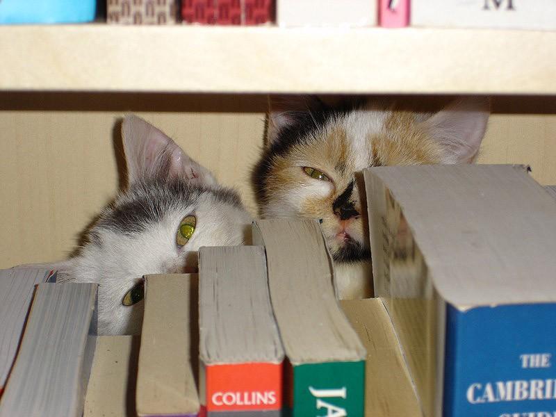 Фотография: Кошки, которые не умеют играть в прятки №25 - BigPicture.ru