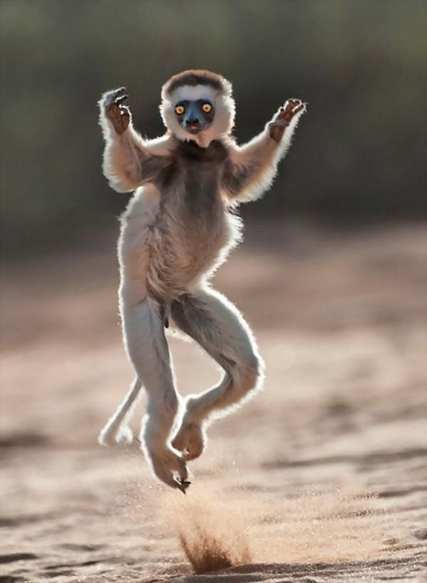 Фотография: Прыгающие лемуры Мадагаскара №3 - BigPicture.ru