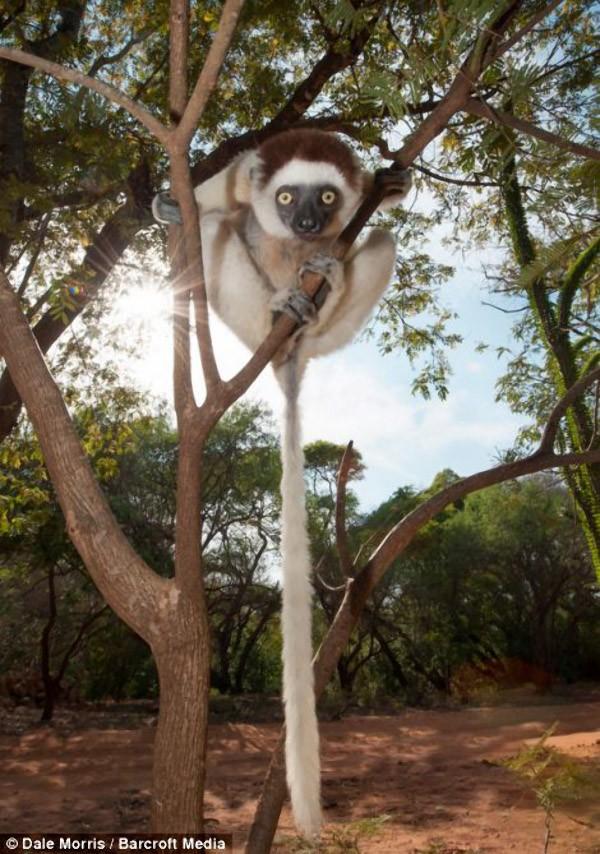 Фотография: Прыгающие лемуры Мадагаскара №6 - BigPicture.ru