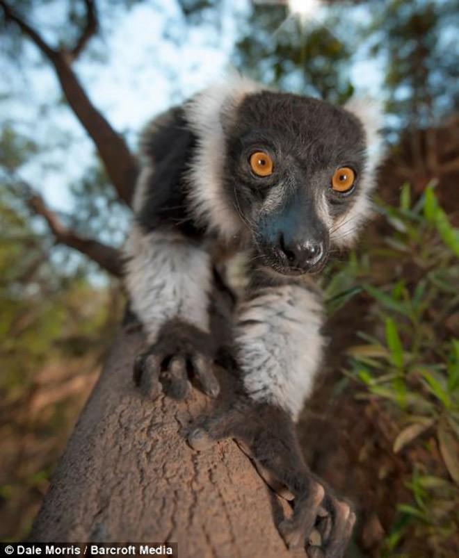 Мадагаскарский лемур